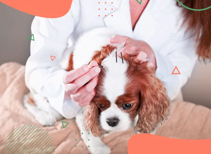Acupuntura em Vicente de Carvalho | Guarujá | Hospital Veterinário Made Dog