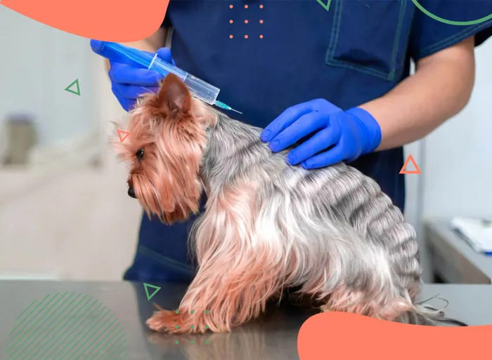 Anestesiologia em Vicente de Carvalho | Guarujá | Hospital Veterinário Made Dog