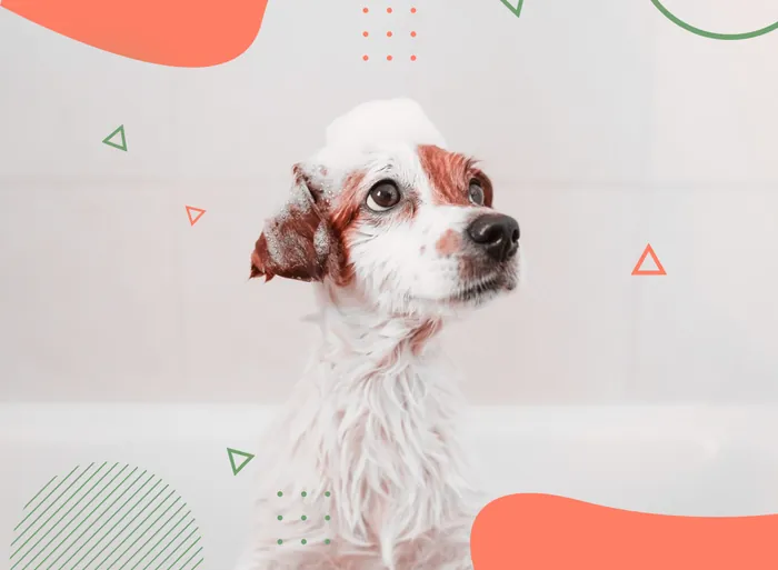 Banho e Tosa em Vicente de Carvalho | Guarujá | Hospital Veterinário Made Dog