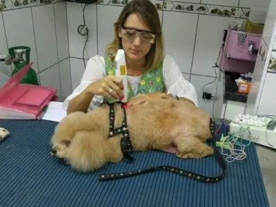 Clínica Veterinária Made Dog em Vicente de Carvalho - foto 1