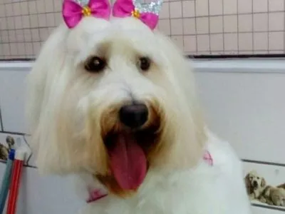 Clínica Veterinária Made Dog em Vicente de Carvalho - foto 15