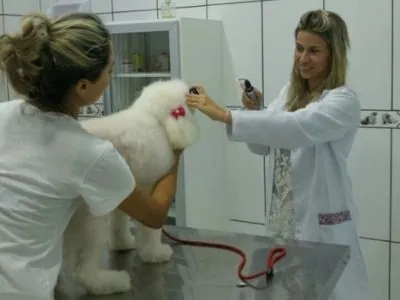 Clínica Veterinária Made Dog em Vicente de Carvalho - foto 2