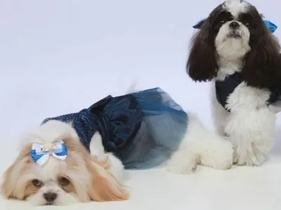Clínica Veterinária Made Dog em Vicente de Carvalho - foto 4