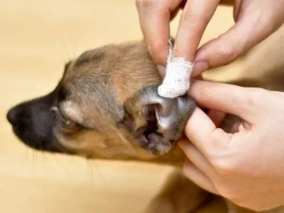 Como limpar as orelhas de cachorro