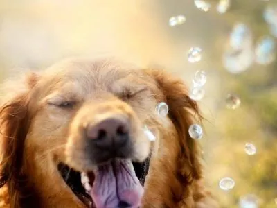 7 Cuidados essenciais para um cão feliz