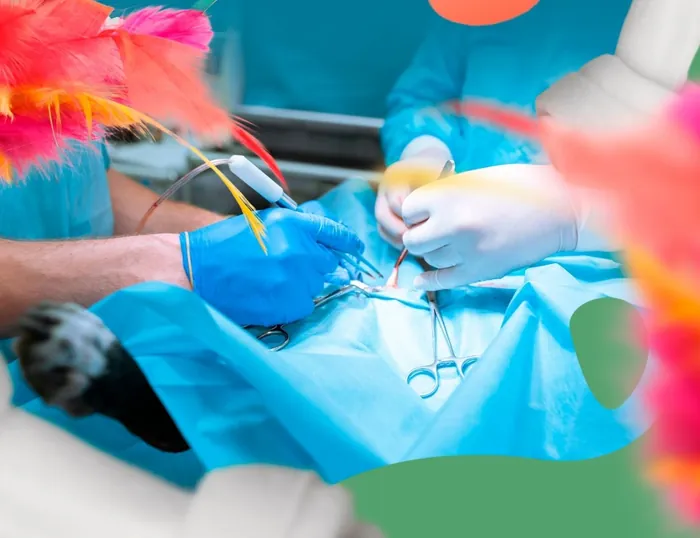 Histopatologia em Vicente de Carvalho | Guarujá | Hospital Veterinário Made Dog