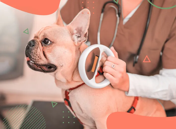 Microchip em Vicente de Carvalho | Guarujá | Hospital Veterinário Made Dog