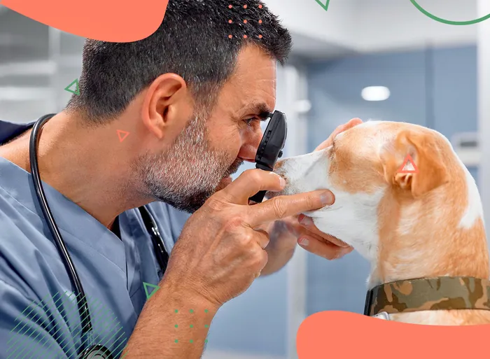 Oftalmologia em Vicente de Carvalho | Guarujá | Hospital Veterinário Made Dog