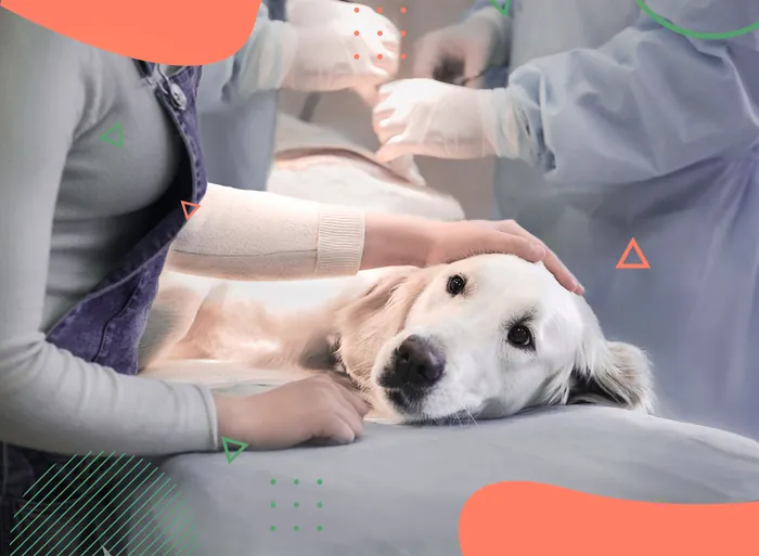 Oncologia em Vicente de Carvalho | Guarujá | Hospital Veterinário Made Dog