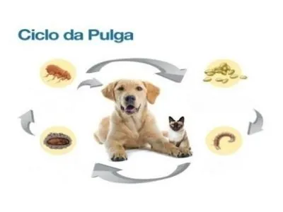 Pulgas – Como se livrar?