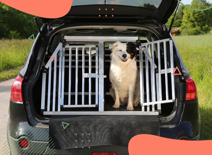Taxi Dog em Vicente de Carvalho | Guarujá | Hospital Veterinário Made Dog